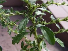 Amaranthus albus