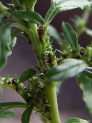 Amaranthus albus