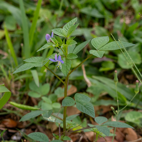 Sieruela rutidosperma