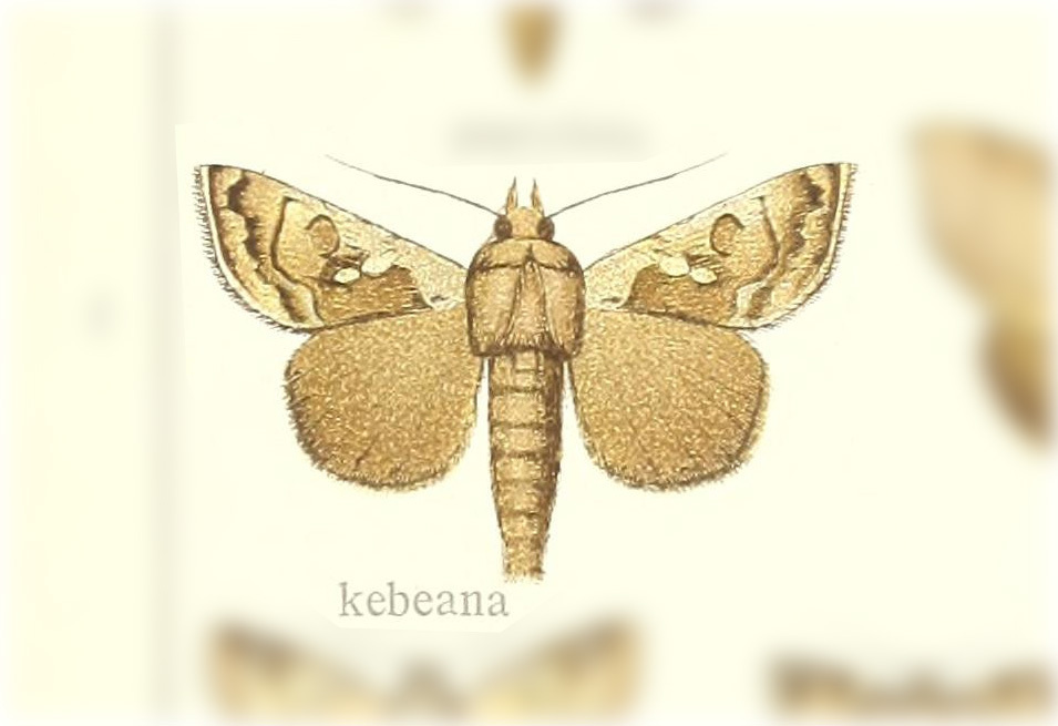 Chrysodeixis kebeana