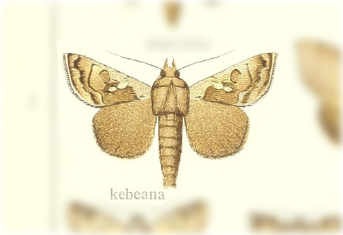 Chrysodeixis kebeana