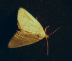 Protodeltote albidula