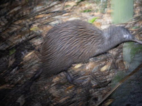 North Island Brown Kiwi (Apteryx mantelli), photo 5