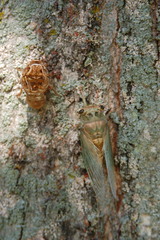 Neotibicen tibicen
