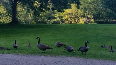 Branta canadensis