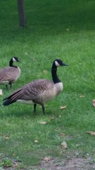 Branta canadensis