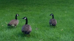 Branta canadensis