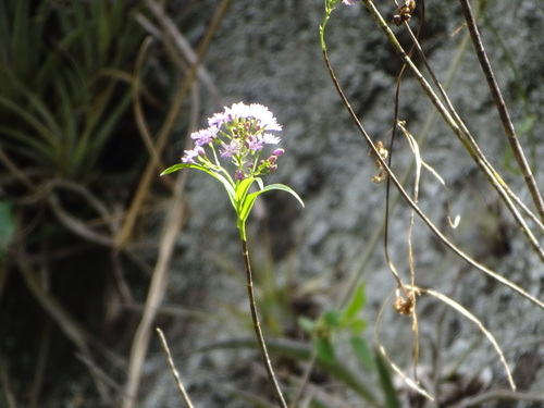 Epidendrum caligarium Rchb.f. 2
