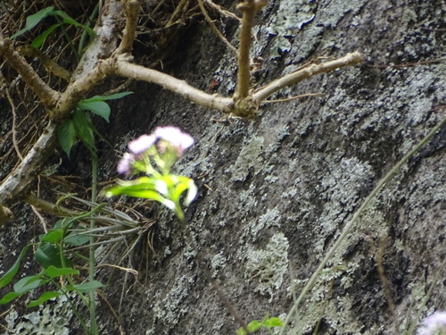 Epidendrum caligarium Rchb.f. 3