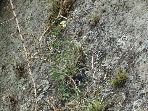 Epidendrum caligarium Rchb.f. 4