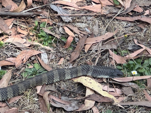 Tiger Snake sighting