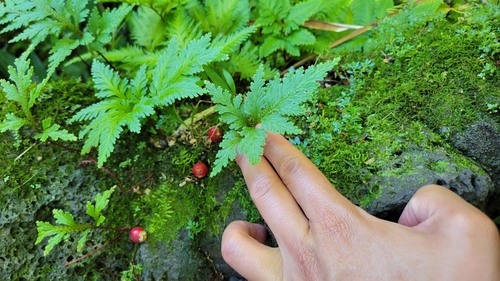 Selaginella erythropus, 2025-01-08