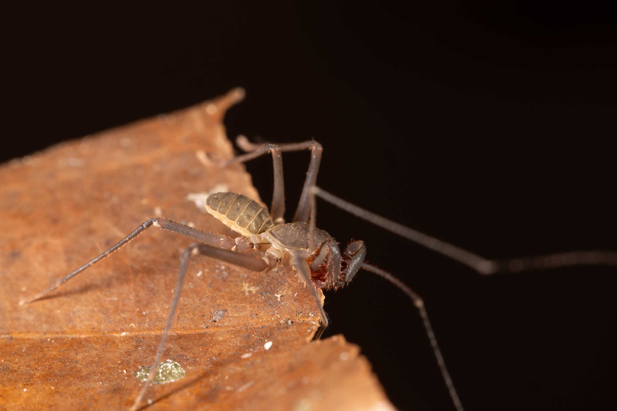 Charinus caribensis (Quintero, 1986)