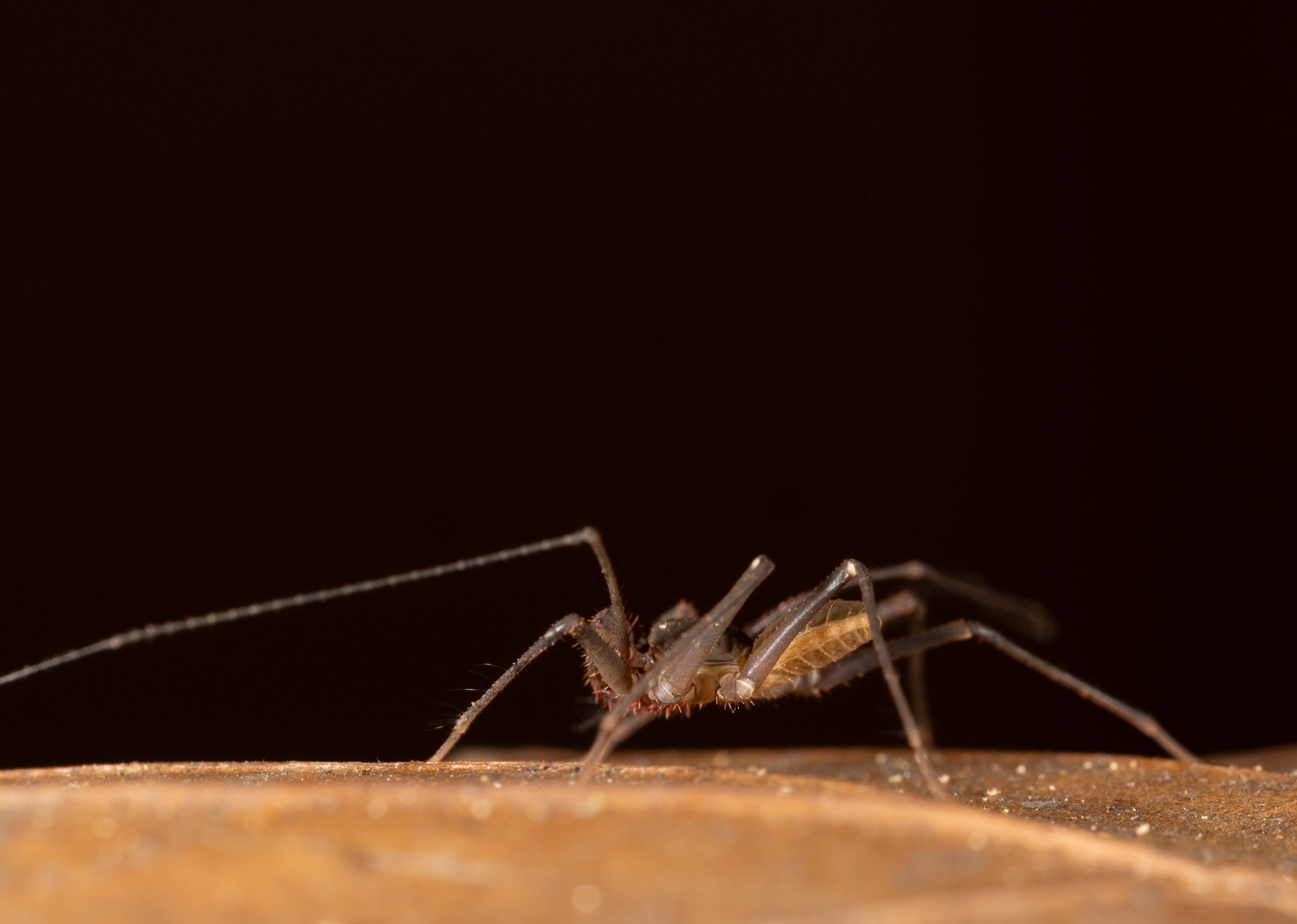 Charinus caribensis (Quintero, 1986)