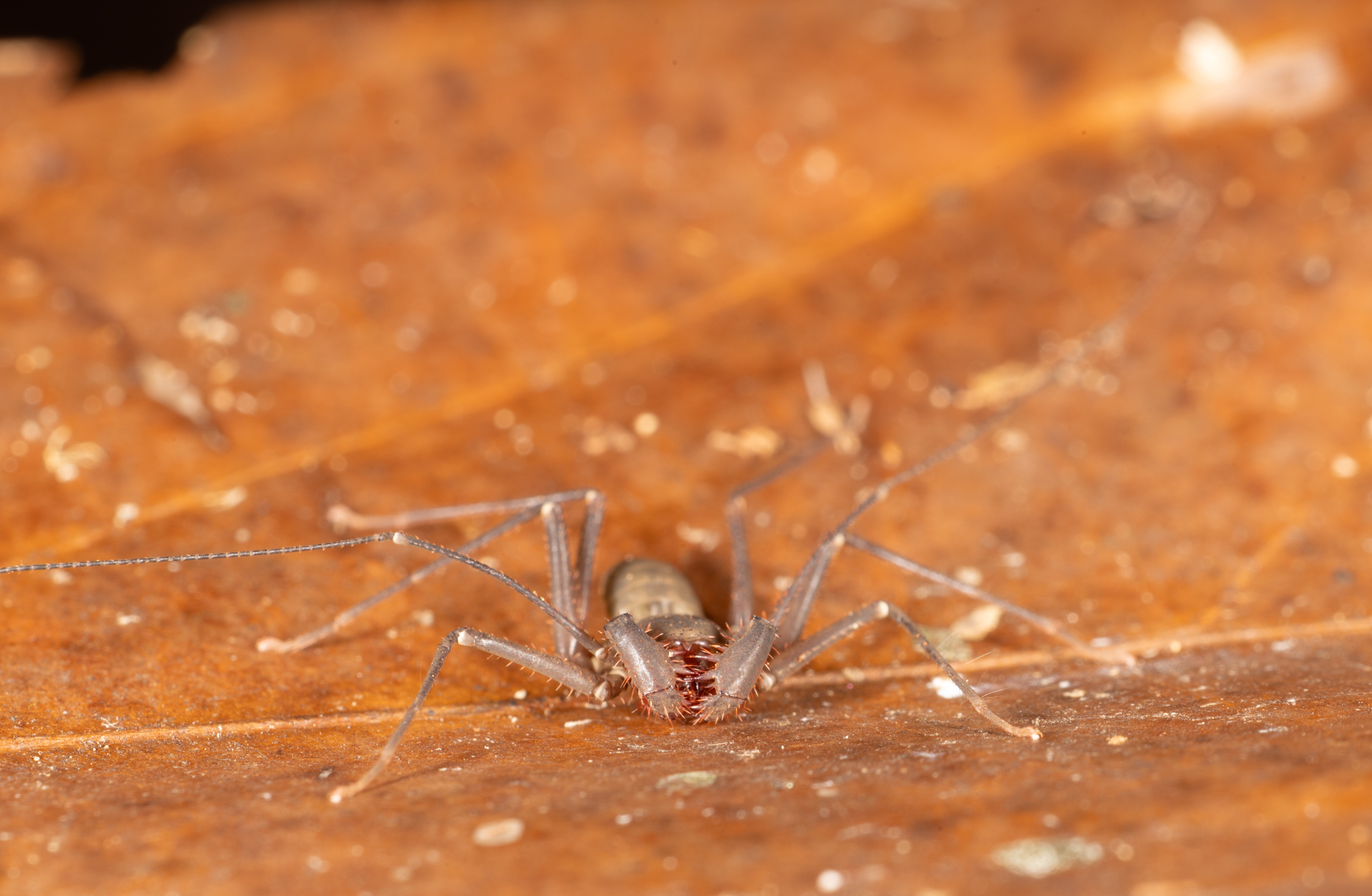 Charinus caribensis (Quintero, 1986)