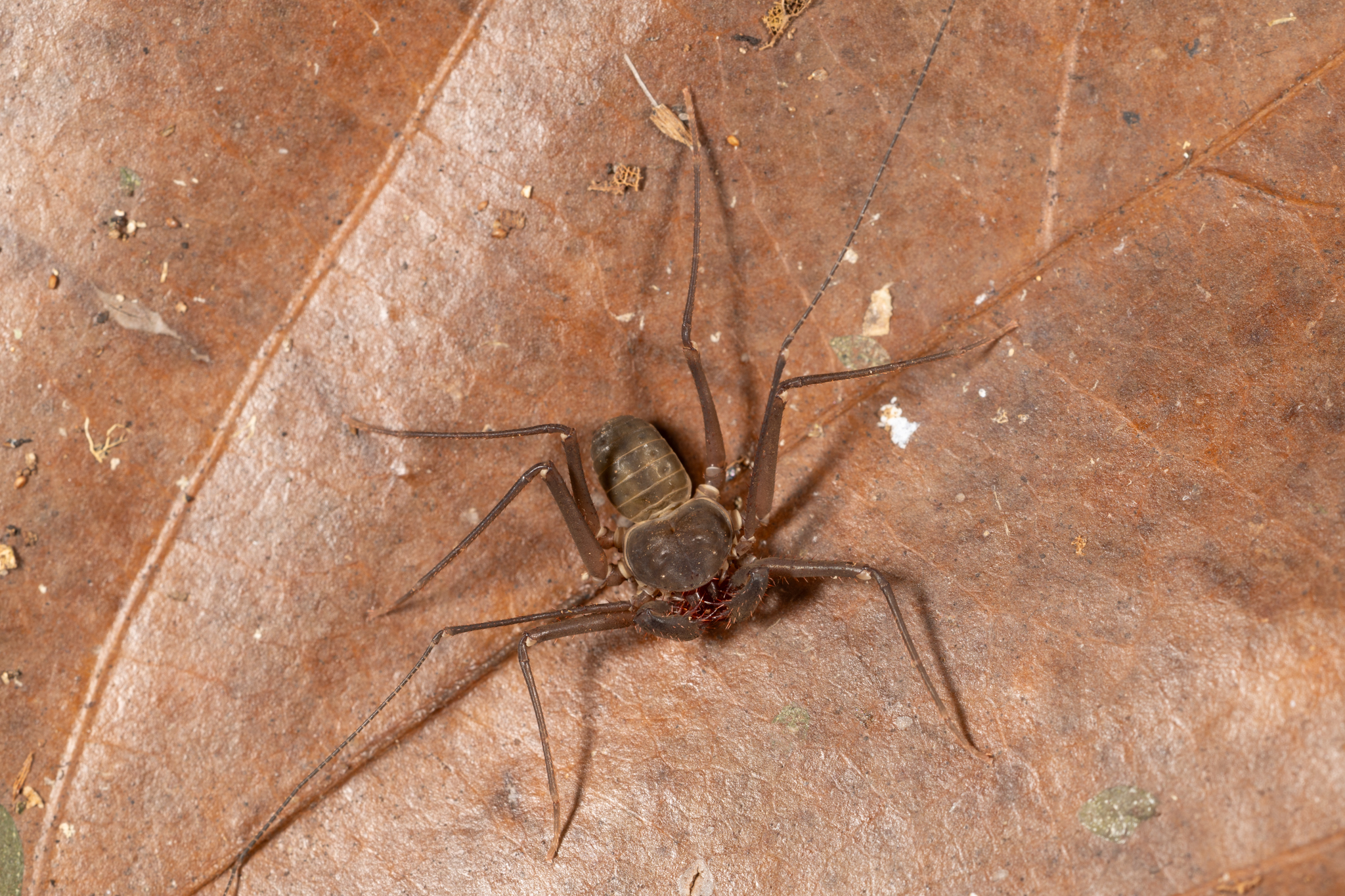 Charinus caribensis (Quintero, 1986)