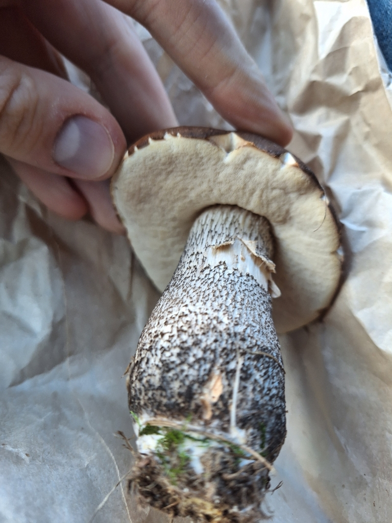 Leccinum scabrum · January 2025 · photo: © joedillon (iNaturalist, cc-by)