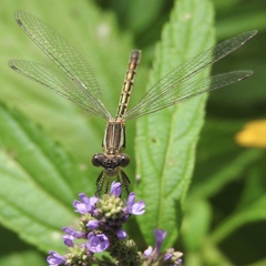 Lestes dryas