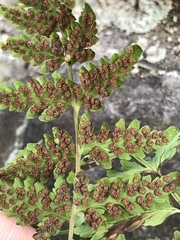 Cystopteris tennesseensis