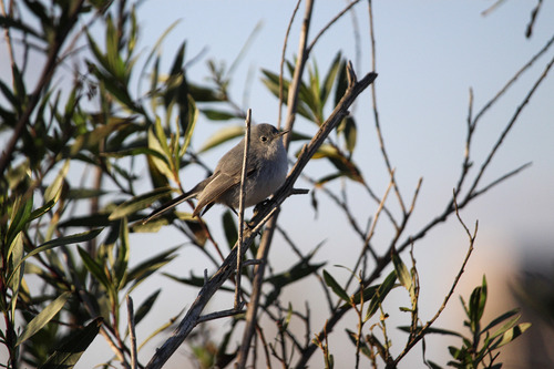 iNaturalist observation photo of Blue-gray Gnatcatcher