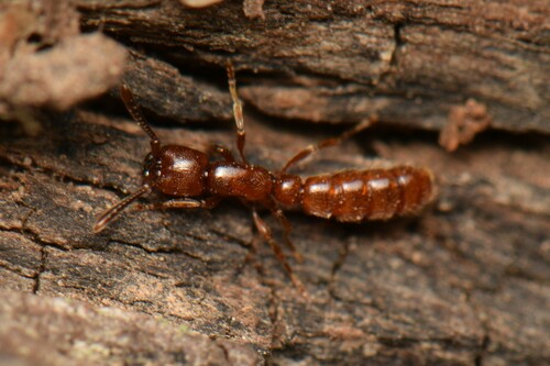 Zasphinctus imbecilisZasphinctus imbecilis