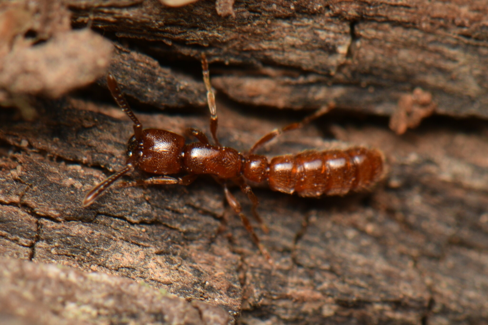 Zasphinctus imbecilis