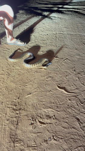 Black-headed Python sighting