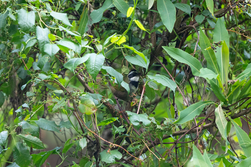 Collared Towhee (Pipilo ocai), photo 5