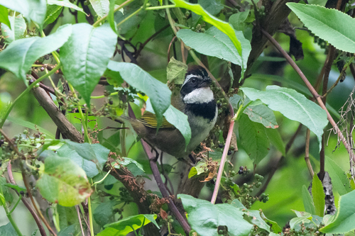 Collared Towhee (Pipilo ocai), photo 3