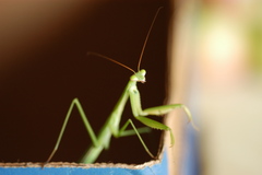 Tenodera