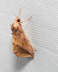 Pseudeva purpurigera