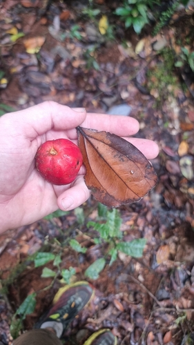Cryptocarya pleurosperma observed 2025-01-17