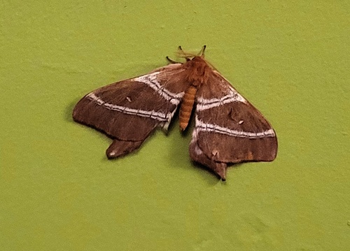 Tailed Emperor photographed in Malawi