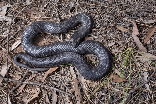 Blue-bellied Black Snake sighting