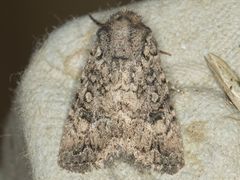 Protorthodes alfkenii