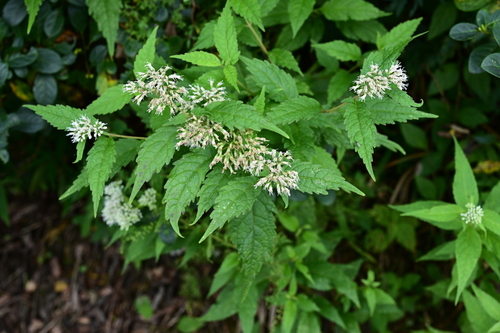Eupatorium tripartitum iNat (3)