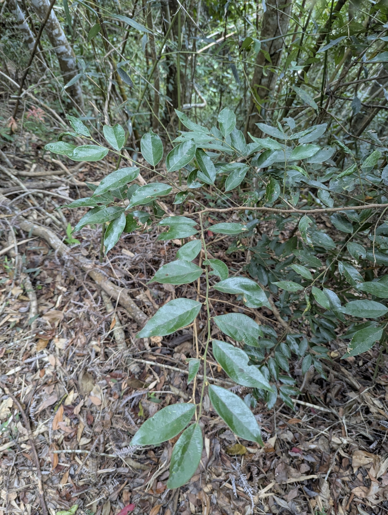 Imagem de Canela-de-veado