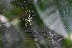 Leucauge argyrobapta