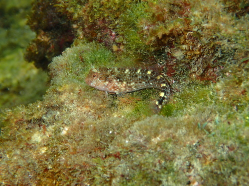 Parablennius zvonimiri