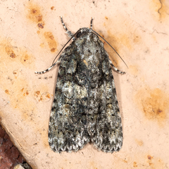 Acronicta afflicta