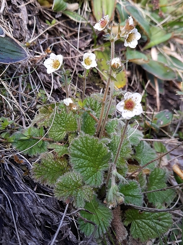Image of Geum cockaynei by (c) Flavien Saboureau, some rights reserved (CC BY)