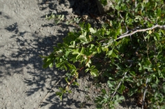 Crataegus sphaenophylla