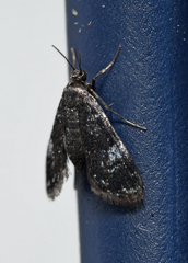 Elophila tinealis