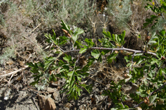 Crataegus sphaenophylla