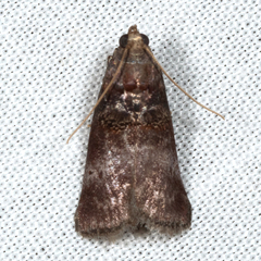 Acrobasis stigmella