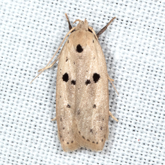 Scythropiodes issikii