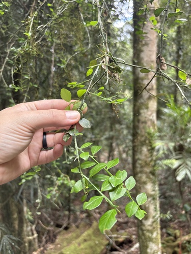 Foto de Finger lime
