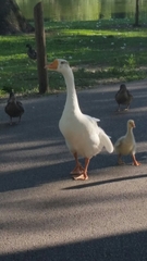 Anser anser domesticus