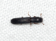 Colydium lineola