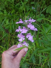 Platanthera peramoena
